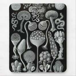 Haeckel Negativ Musmatta