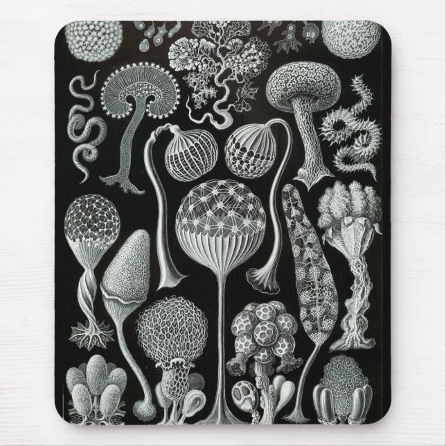 Haeckel Negativ Musmatta (Framsidan)