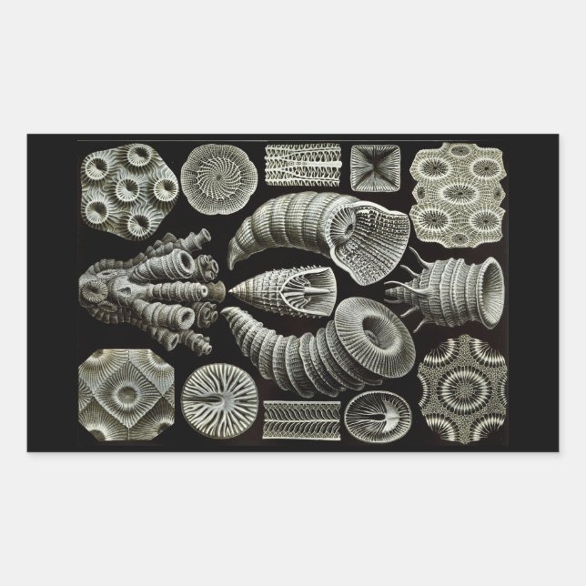 Haeckel Negativ Rektangulärt Klistermärke (Framsida)