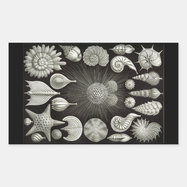 Haeckel Negativ Rektangulärt Klistermärke (Framsida)