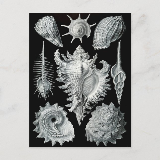 Haeckel Negativ Vykort (Framsida)
