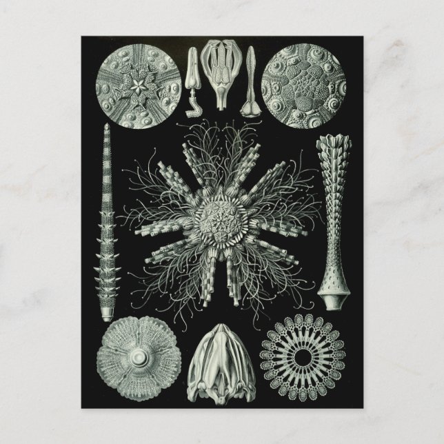 Haeckel Negativ Vykort (Framsida)