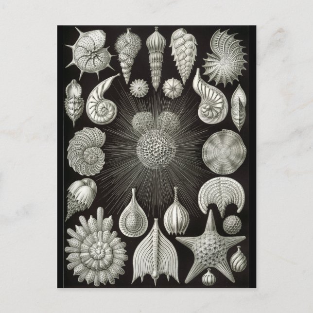 Haeckel Negativ Vykort (Framsida)