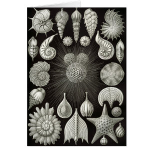 Haeckel Negativare Hälsningskort