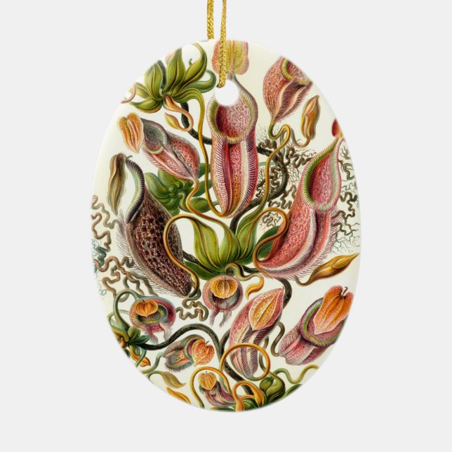 Haeckel Nepenthaceae Julgransprydnad Keramik (Baksidan)
