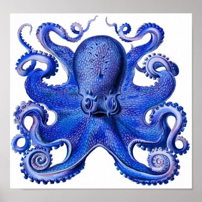 Haeckel Octopus Blue Poster (Framsidan)