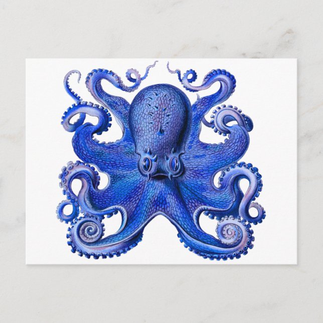 Haeckel Octopus Blue Vykort (Framsida)