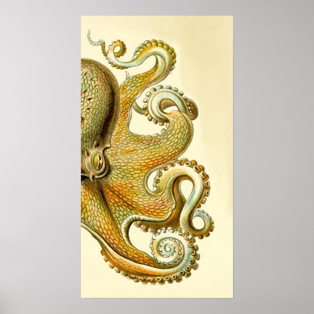 Haeckel Octopus Diptych I Poster (Framsidan)