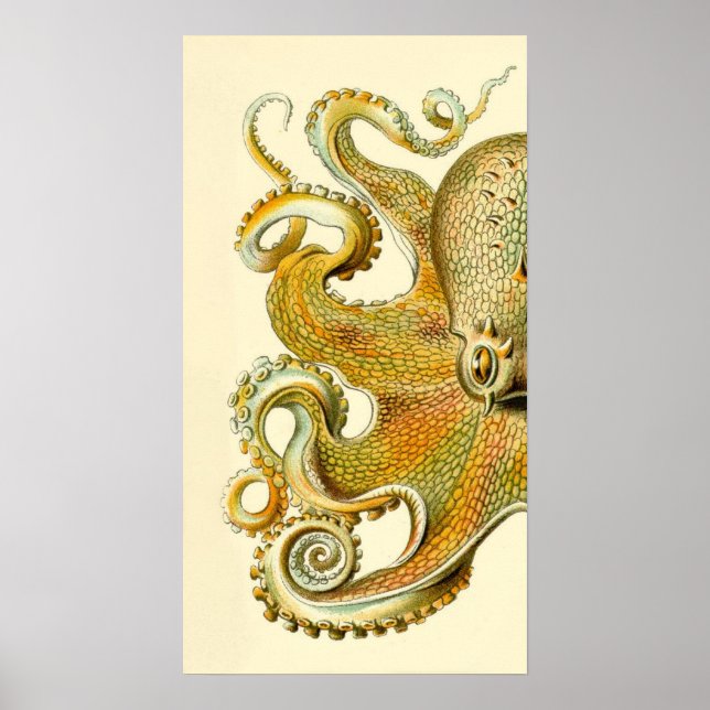 Haeckel Octopus Diptych II Poster (Framsidan)