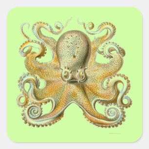 Haeckel Octopus Fyrkantigt Klistermärke