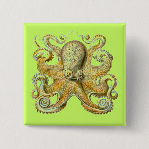 Haeckel Octopus Knapp