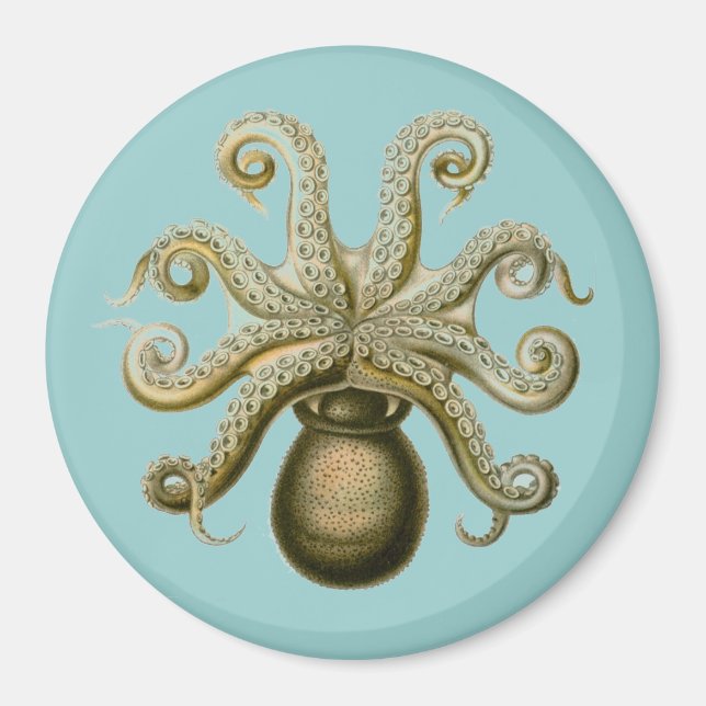 Haeckel Octopus Magnet (Framsidan)