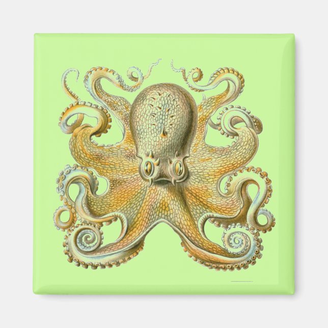 Haeckel Octopus Magnet (Framsidan)
