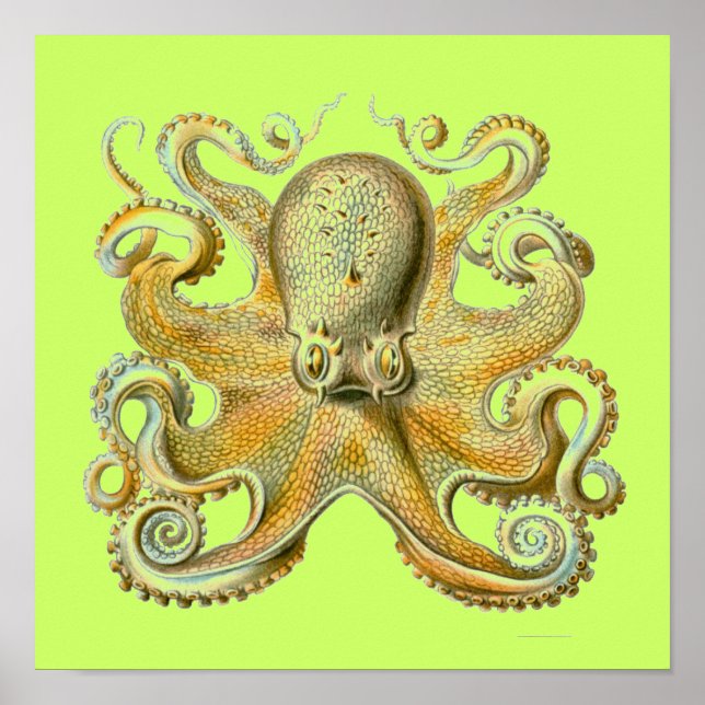 Haeckel Octopus Poster (Framsidan)