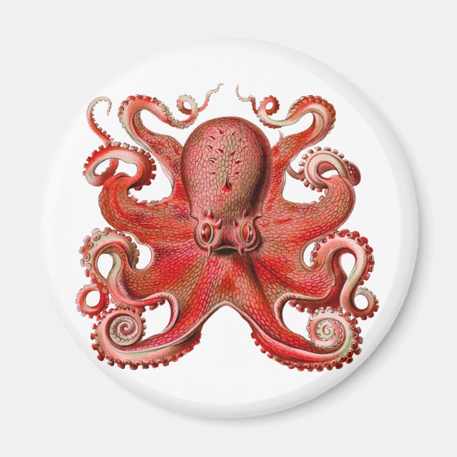 Haeckel Octopus Red Magnet (Framsidan)