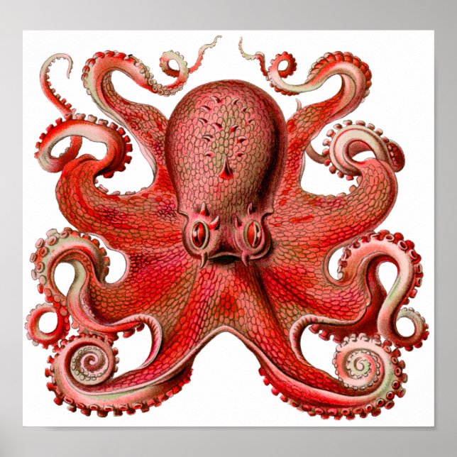 Haeckel Octopus Red Poster (Framsidan)