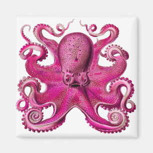 Haeckel Octopus Rosa Magnet