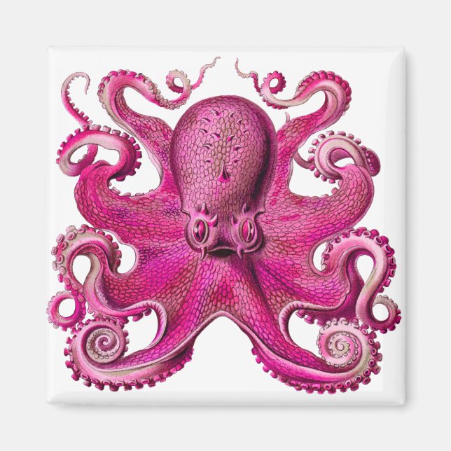 Haeckel Octopus Rosa Magnet (Framsidan)