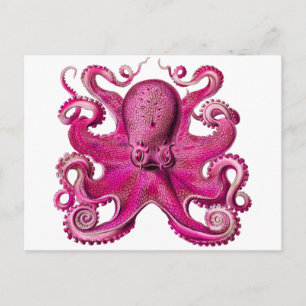 Haeckel Octopus Rosa Vykort