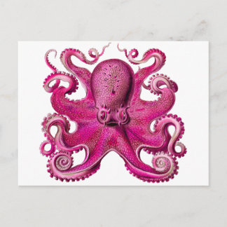 Haeckel Octopus Rosa Vykort
