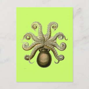Haeckel Octopus Vykort