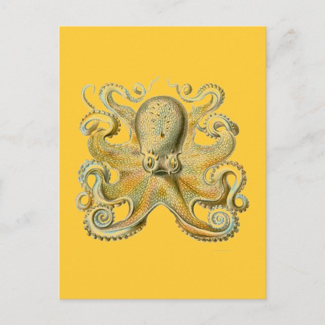 Haeckel Octopus Vykort (Framsida)
