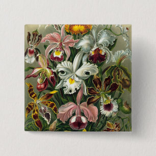 Haeckel Orchids Knapp