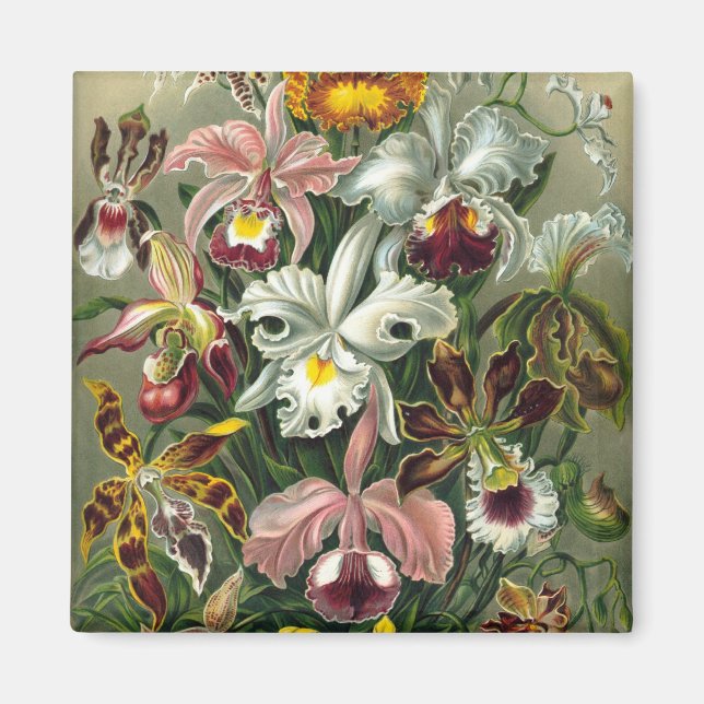 Haeckel Orchids Magnet (Framsidan)