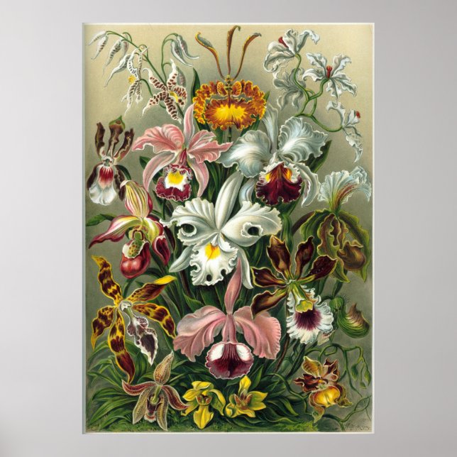 Haeckel Orchids Skriv ut Poster (Framsidan)