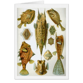Haeckel_Ostraciontes Hälsningskort