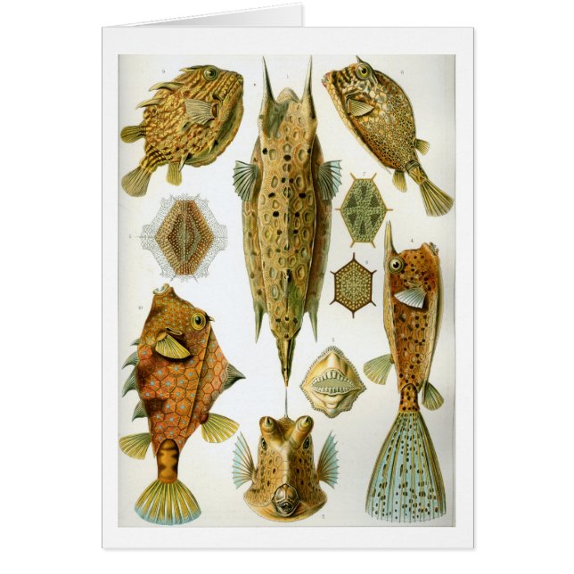 Haeckel_Ostraciontes Hälsningskort (Framsidan)