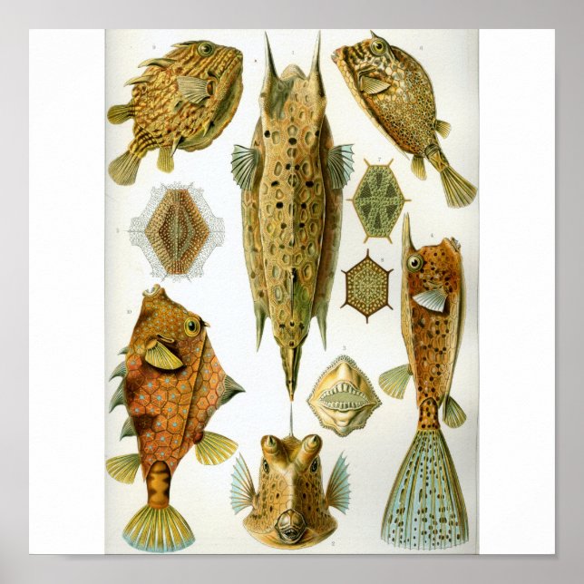 Haeckel_Ostraciontes Poster (Framsidan)