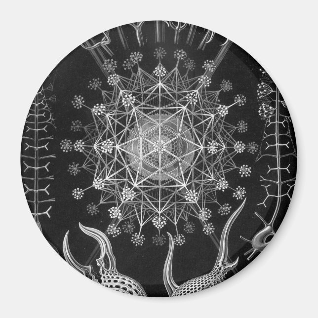 Haeckel Phaeodaria Magnet (Framsidan)