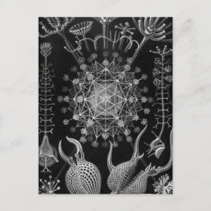 Haeckel Phaeodaria Vykort