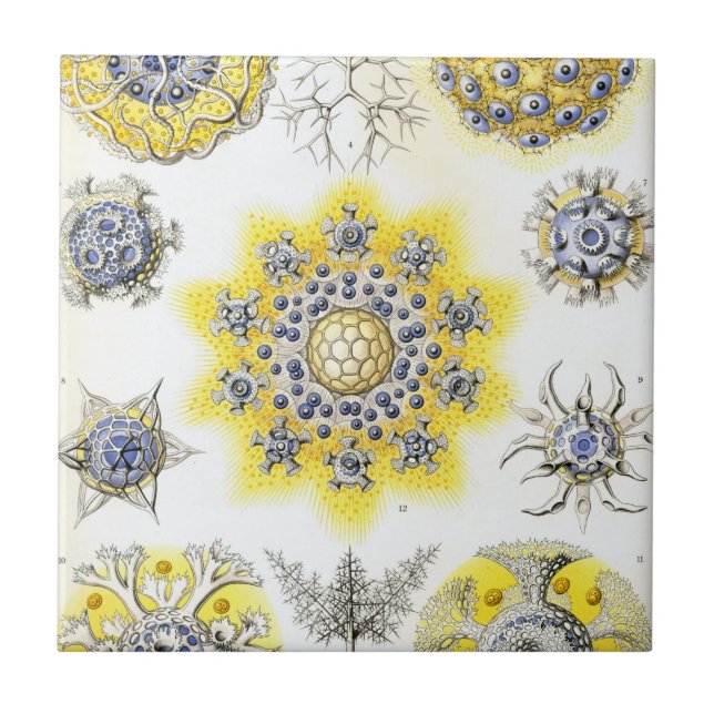 Haeckel Polycyttaria Kakelplatta (Framsidan)