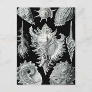 Haeckel Prosobranchia Vykort
