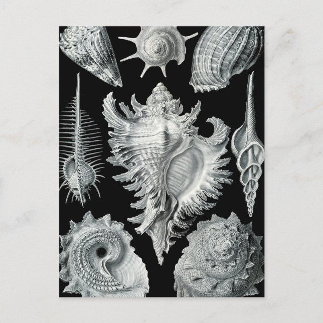 Haeckel Prosobranchia Vykort (Framsida)