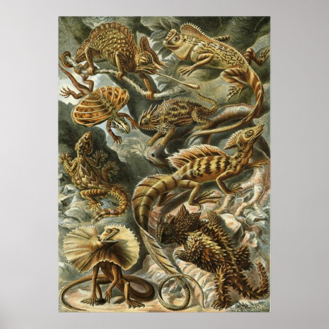 Haeckel Reptiles Poster (Framsidan)