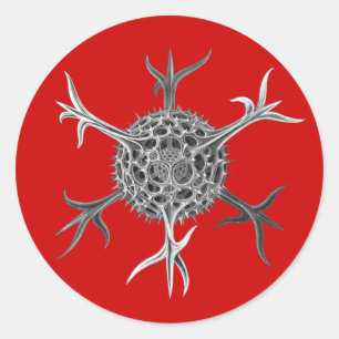 Haeckel Runt Klistermärke