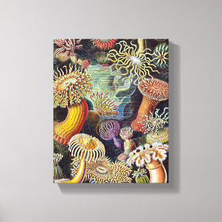 Haeckel Sea Anemone Ocean Life Nature Art Painting Canvastryck