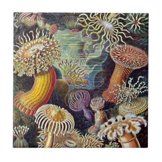Haeckel Sea Anemone Ocean Life Nature Art Painting Kakelplatta