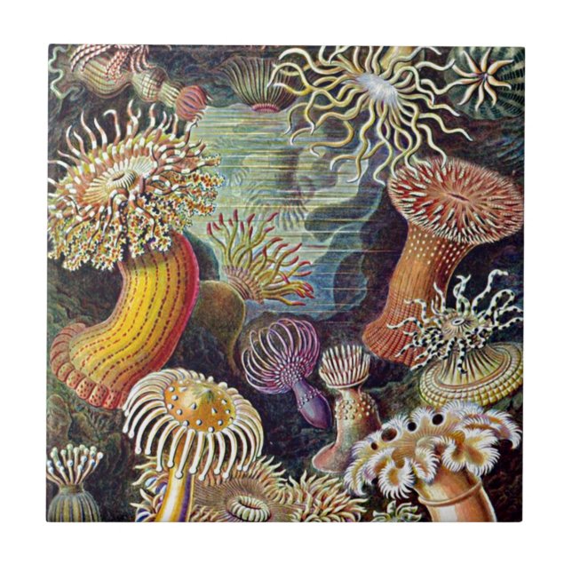 Haeckel Sea Anemone Ocean Life Nature Art Painting Kakelplatta (Framsidan)