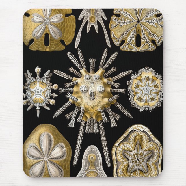 Haeckel-Sjölivet Musmatta (Framsidan)