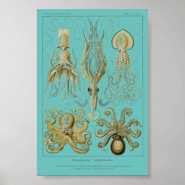 Haeckel Squid, Gamochonia Poster (Framsidan)