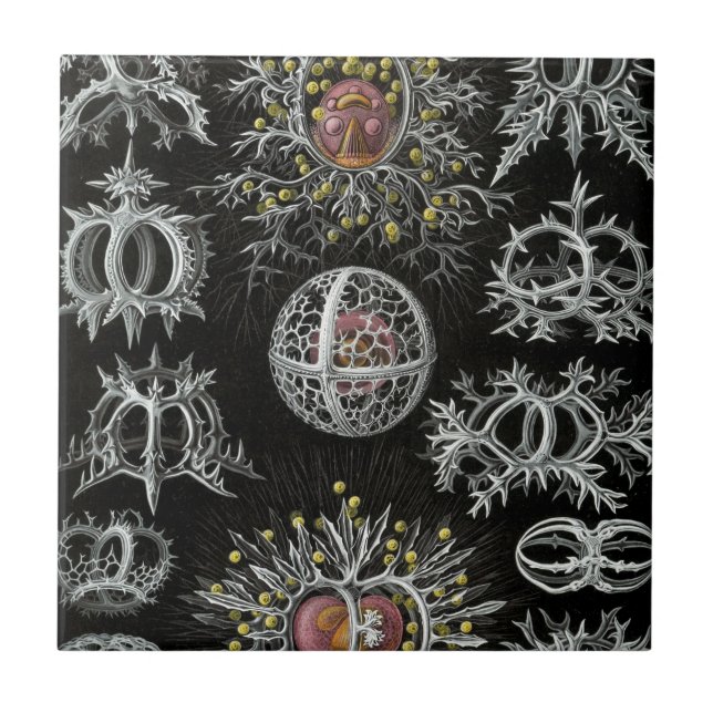 Haeckel Stephoidea Kakelplatta (Framsidan)