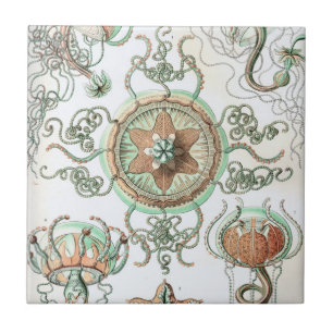 Haeckel Trachomedusae Kakelplatta