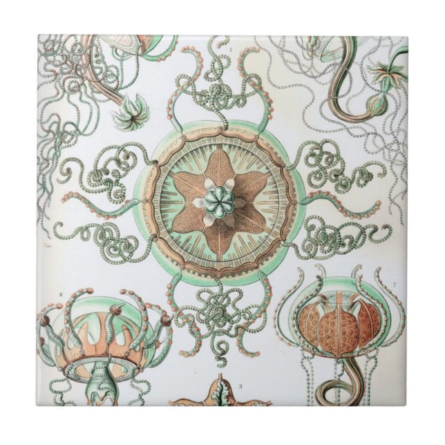 Haeckel Trachomedusae Kakelplatta (Framsidan)