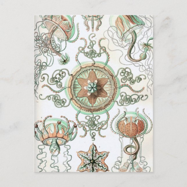 Haeckel Trachomedusae Vykort (Framsida)