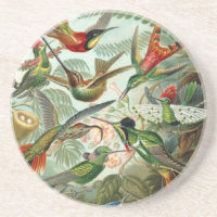 Haeckel Trochilidae