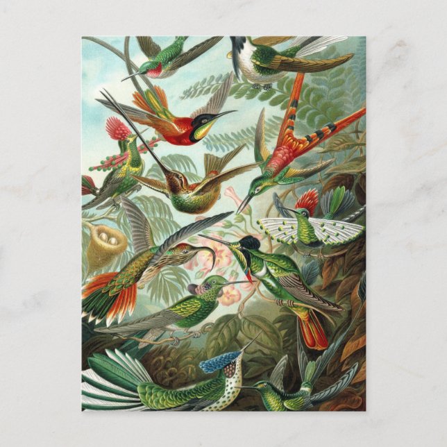 Haeckel Trochilidae Vykort (Framsida)